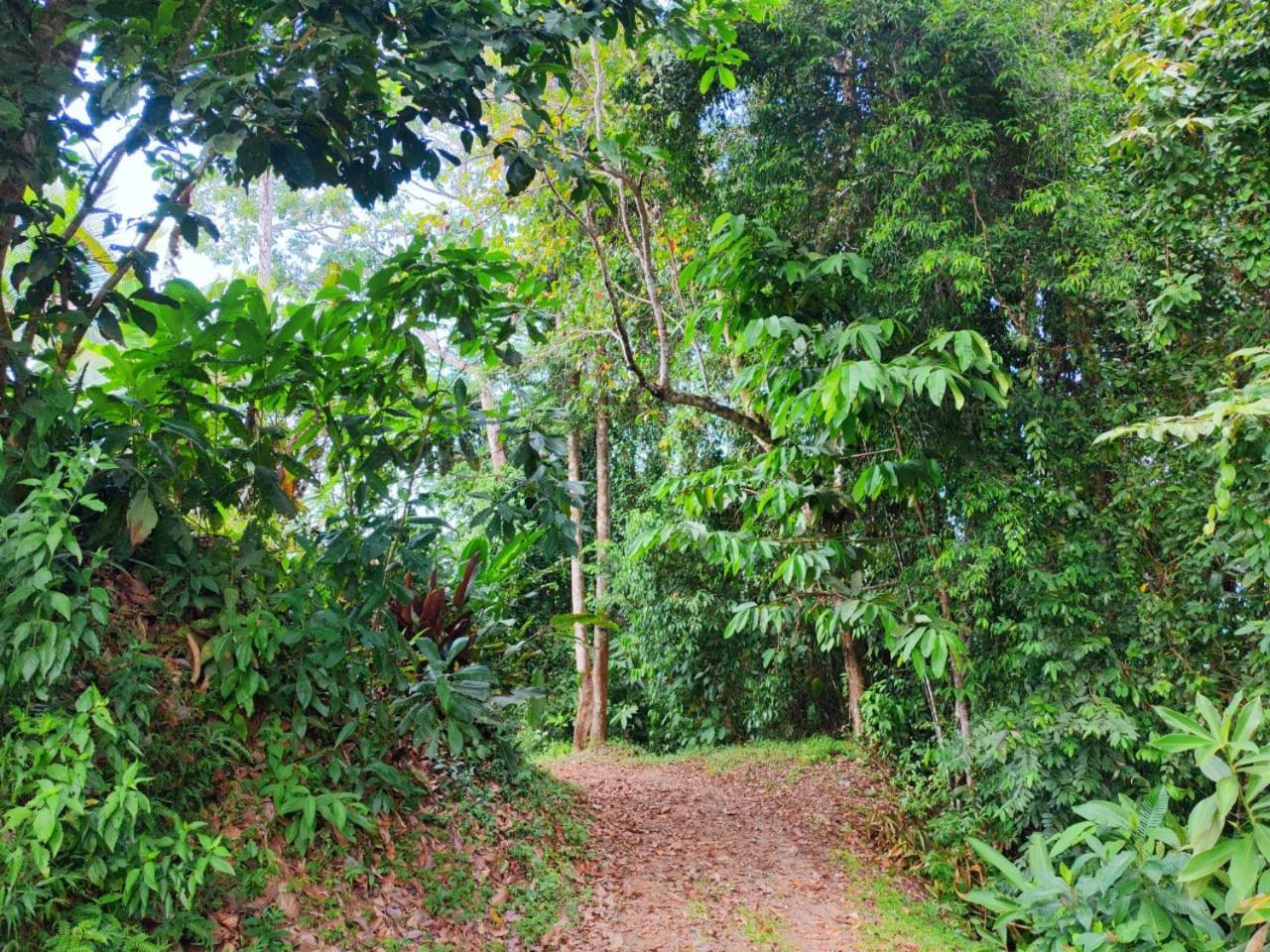 Corcovado Green Cabin & House Drake Bay Exterior photo